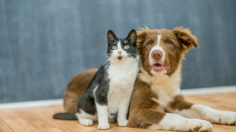 כלב וחתול בבית