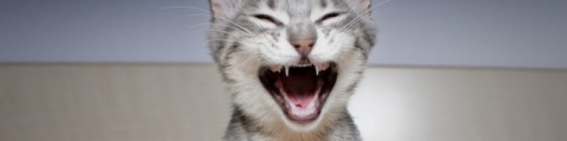 4 טיפים שיעזרו לכם לגדל חתול מאושר